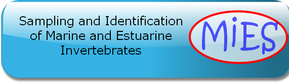 Sampling and Identification 
of Marine and Estuarine 
Invertebrates